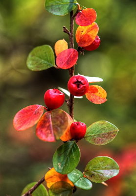 From green to red