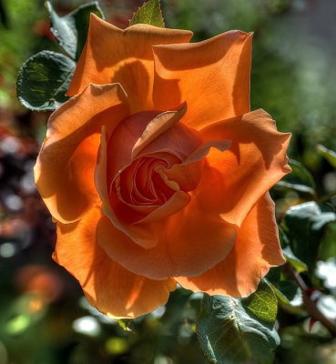 Backlit rose