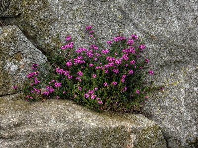 Flowers on the rocks
