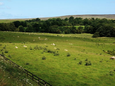 Yorkshire Moors