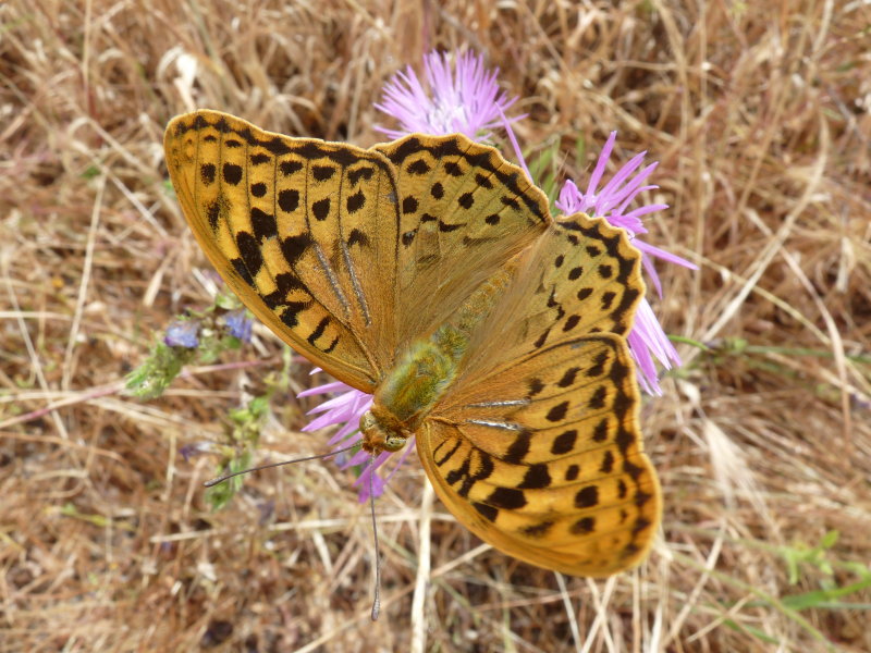 Argynnis pandora, Cardinal