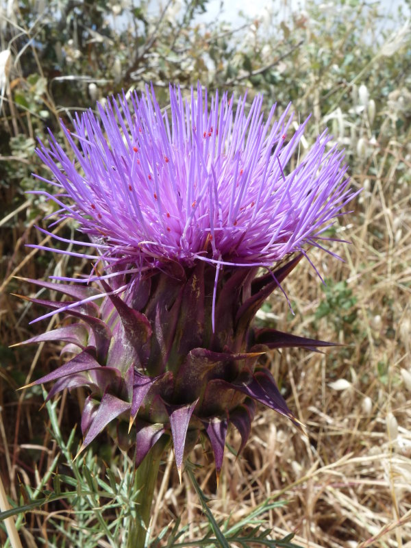 Cynara cardunculus, Cardoon