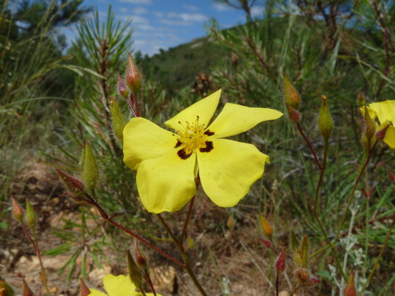 Halimium ocymoides, Basil-leaved rock rose