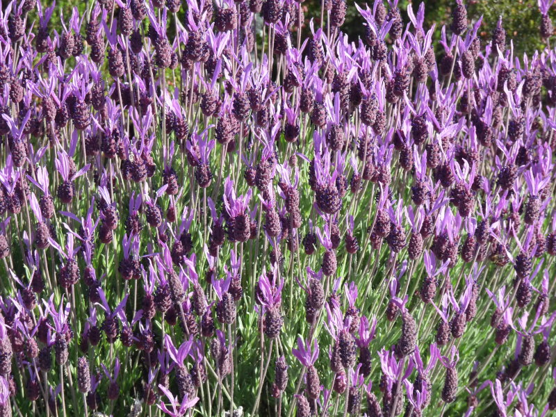 Lavandula stoechas, French lavender