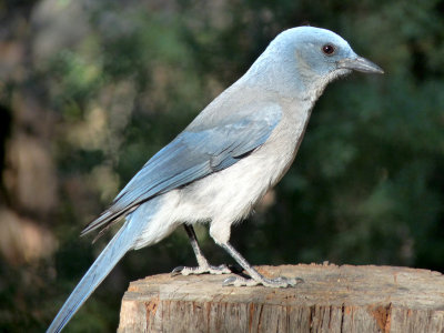 Aphelocoma ultramarina, Mexican jay