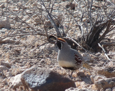 Callipepla gambelii, Gambel's quail