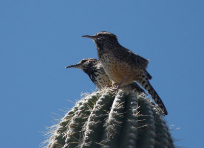 Campylorhynchus brunneicapillus, Cactus wren