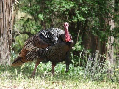 Meleagris gallopavo, Wild turkey
