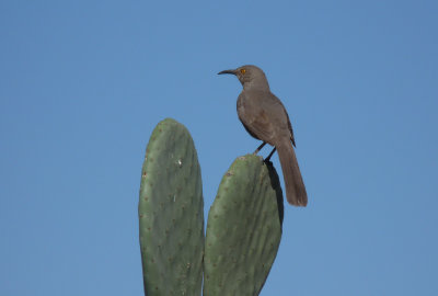 Toxostoma curvirostre, Curve-billed thrasher