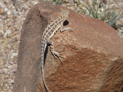 Holbrookia maculata, Lesser earless lizard 01