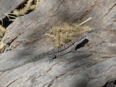 Holbrookia maculata, Lesser earless lizard 02