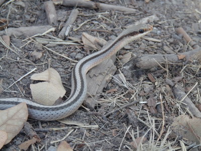 Salvadora grahamiae, Mountain patch-nosed snake