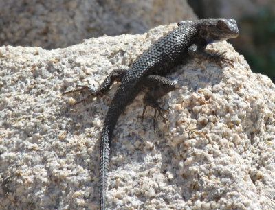 Sceloporus biseriatus, Great basin fence lizard 02