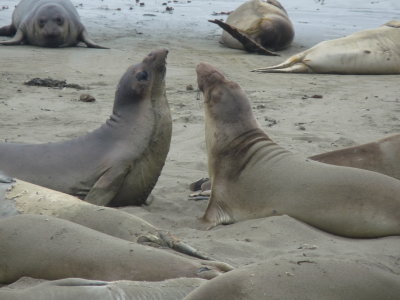 Mirounga angustirostris, Northern elephant seal