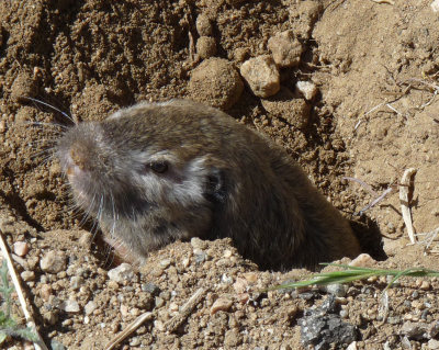 Thomomys bottae, Botta's pocketgopher
