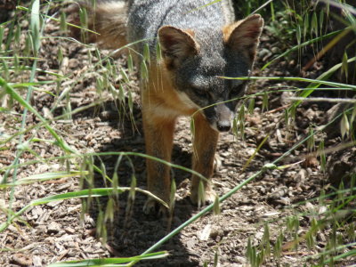 Urocyon cinereoargenteus, Common gray fox
