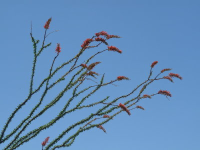 Fouquieria splendens, Ocotillo