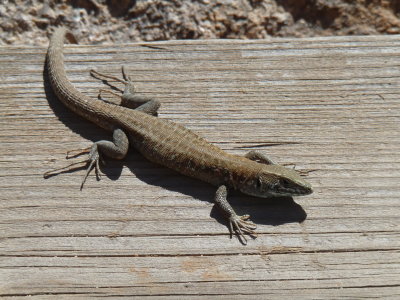 Gallotia atlantica, Atlantic lizard