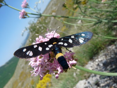 Amata phegea, Nine-spotted moth