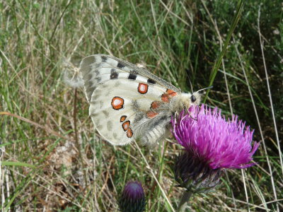 Parnassius apollo, Apollo butterfly