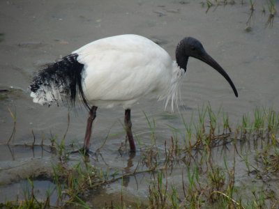 Threskiornis molucca, Australian white ibis