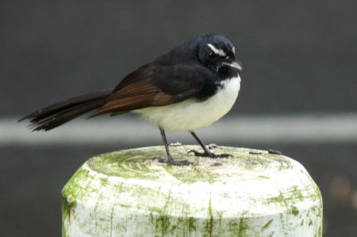 Rhipidura leucophrys, Willy wagtail