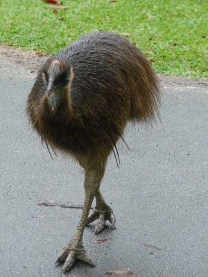 Casuarius casuarius, Southern cassowary