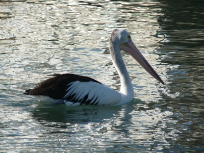 Pelecanus conspicillatus, Australian pelican 01