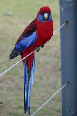 Platycercus elegans, Crimson rosella
