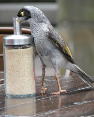 Manorina melanocephala, Noisy miner
