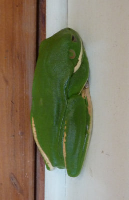 Litoria infrenata, White-lipped treefrog