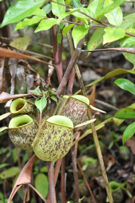 Pitcher Plants in Borneo
