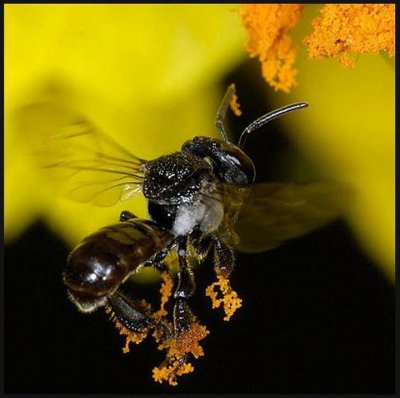 Stingless Bee loaded up with pollen