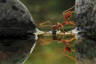 Red Ant having a drink