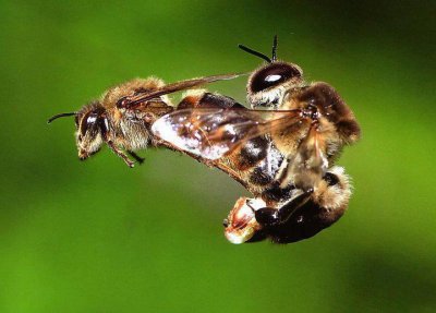 Queen Bee being mated