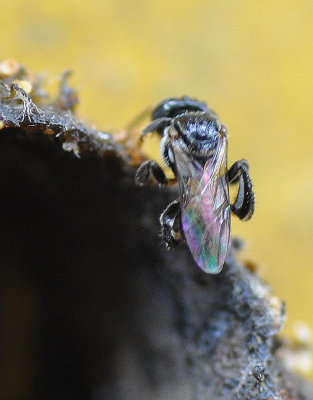 Stingless Bee     (Trigona Pegdina)