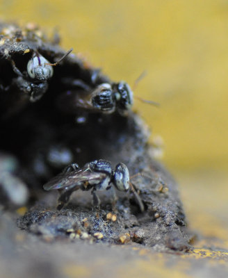 Stingless Bee     (Trigona Pegdina)