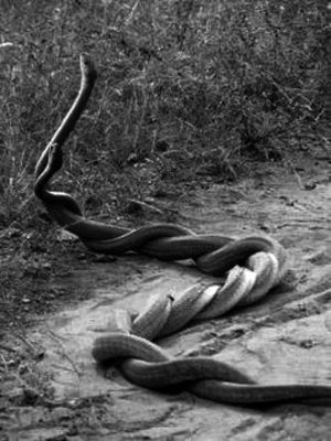 Snakes. entwined