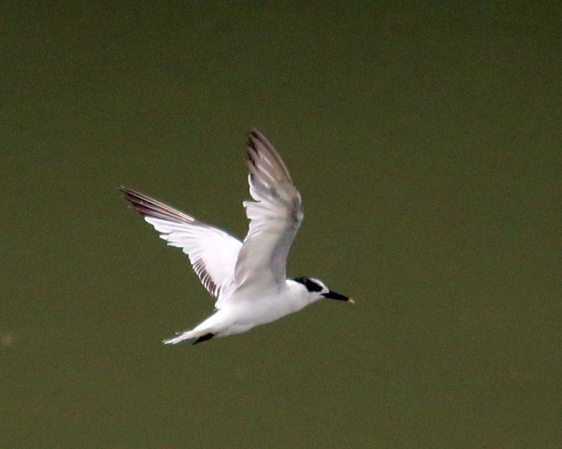 SANDWICH TERN