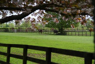 The Irish National Stud