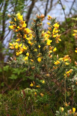 Gorse - A Thorny, but Beautiful Invasive