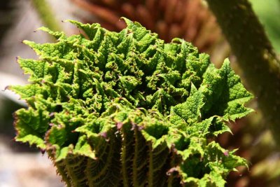 Gunnera - An Invasive Plant Similar to Rhubarb