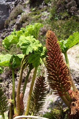 Gunnera - An Invasive Plant Similar to Rhubarb