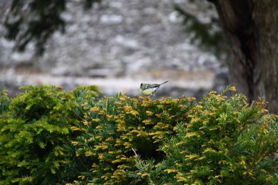 Blarney Castle and Grounds