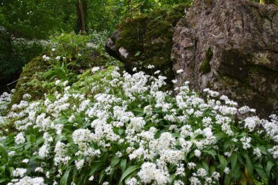 Blarney Castle and Grounds