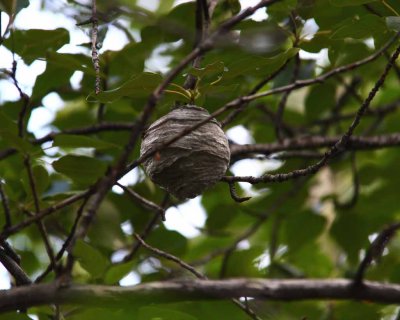 Hornet Nest the Size of a Softball