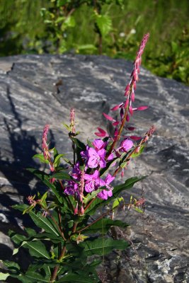 Fireweed