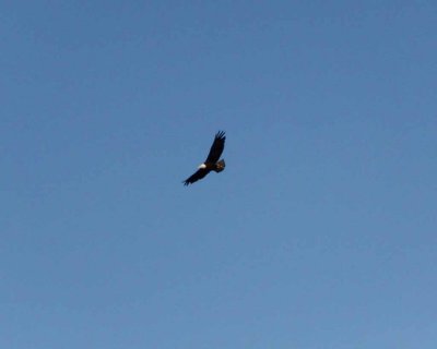Eagle