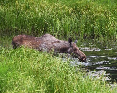 Moose