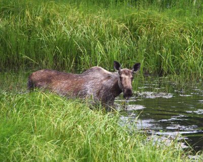 Moose